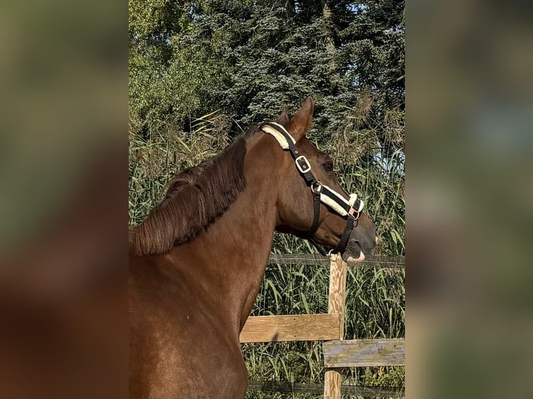 Zangersheide Giumenta 12 Anni 166 cm Sauro scuro in Groß-Umstadt