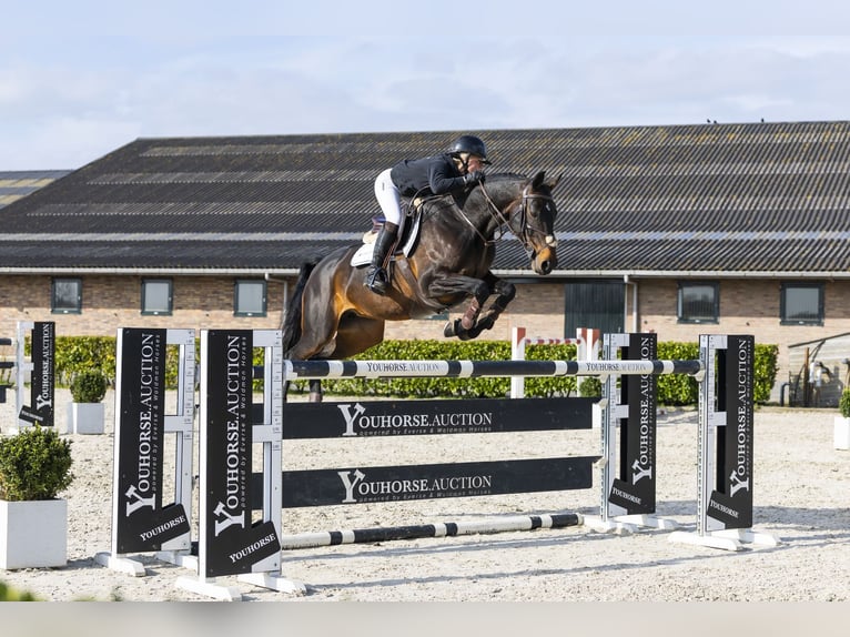 Zangersheide Giumenta 12 Anni 167 cm Morello in Waddinxveen