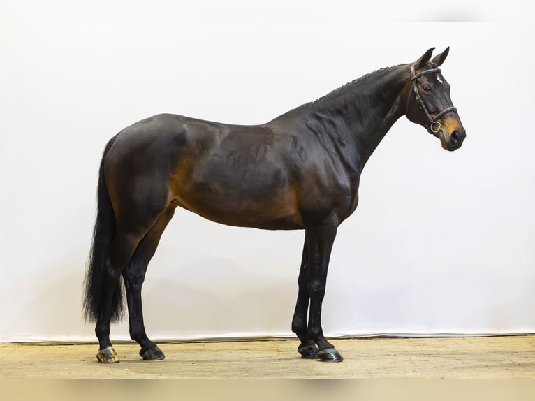 Zangersheide Giumenta 12 Anni 167 cm Morello in Waddinxveen