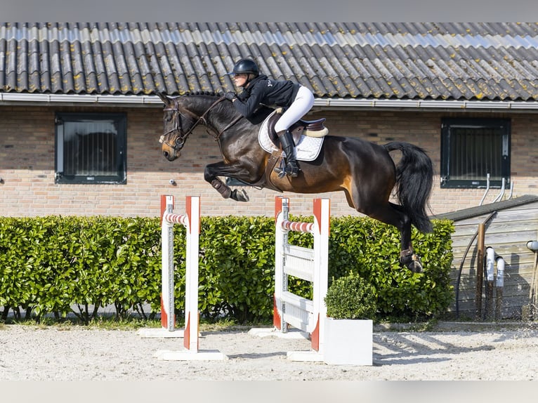 Zangersheide Giumenta 12 Anni 167 cm Morello in Waddinxveen