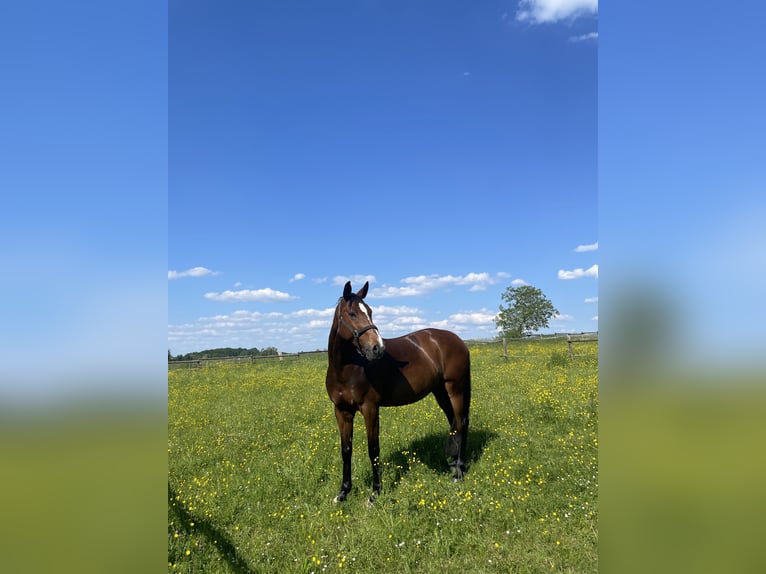 Zangersheide Giumenta 12 Anni 168 cm Baio in Königswinter