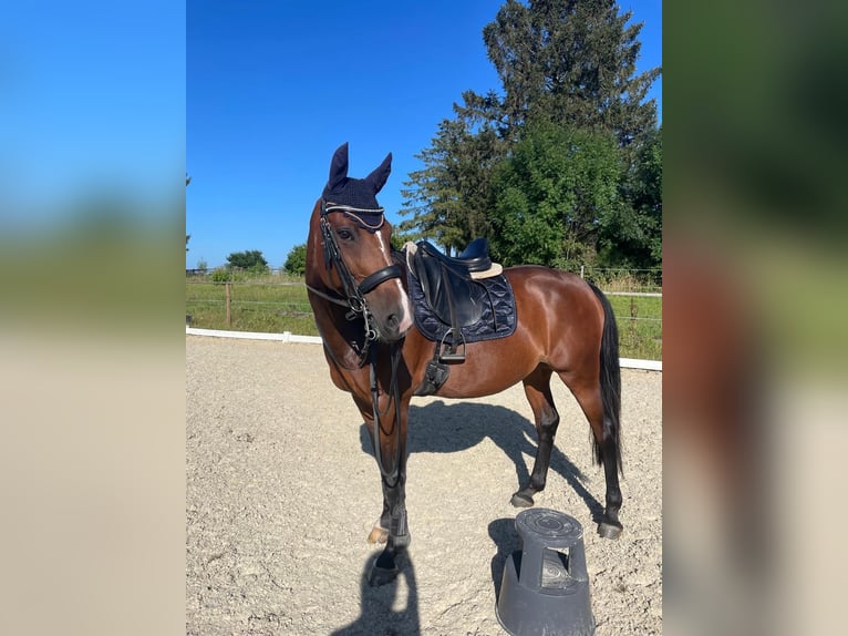 Zangersheide Giumenta 12 Anni 168 cm Baio in Königswinter