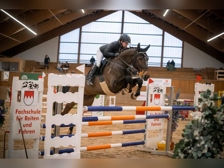 Zangersheide Giumenta 12 Anni 172 cm Baio scuro in Seukendorf