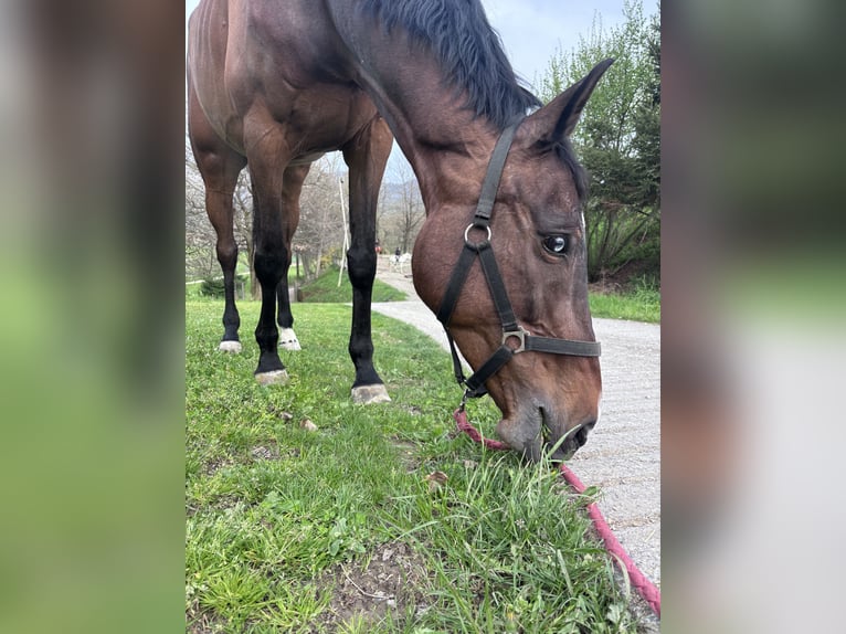 Zangersheide Giumenta 12 Anni 172 cm  in Einbeck, neidersachsen