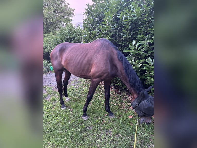 Zangersheide Giumenta 12 Anni 172 cm  in Einbeck, neidersachsen