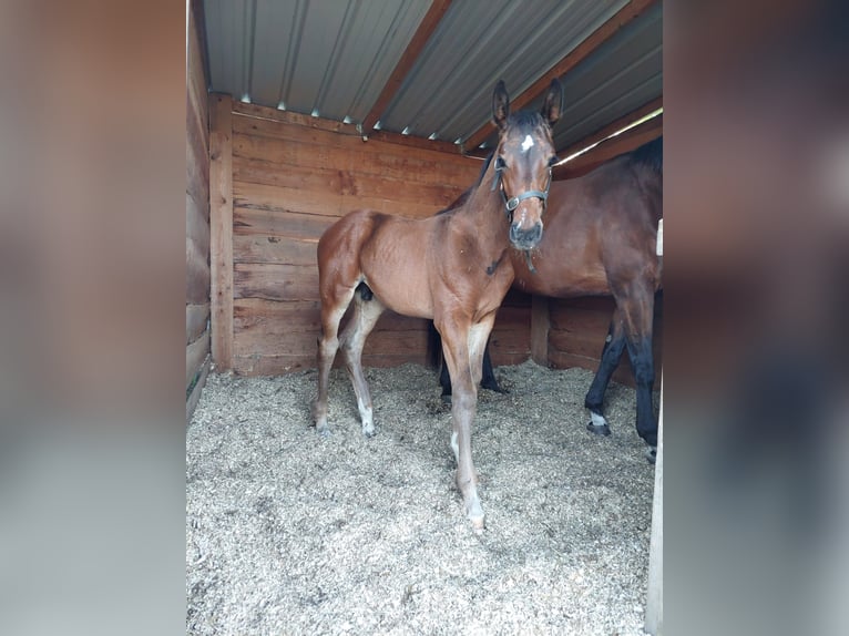 Zangersheide Giumenta 12 Anni 173 cm Baio in Bilzen