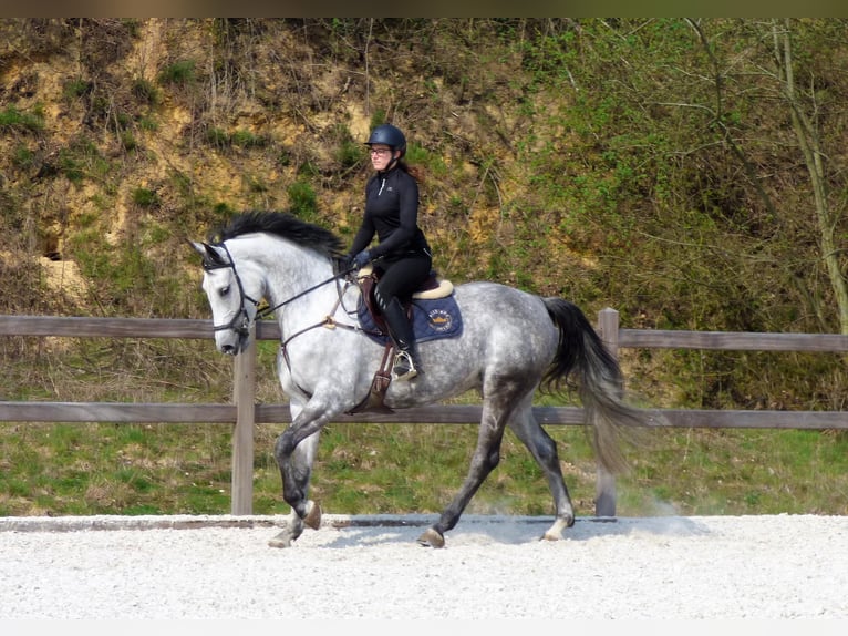 Zangersheide Giumenta 12 Anni 173 cm Grigio in Vechmaal Zangersheide Giumenta 12 Anni 173 cm Grigio in Vechmaal