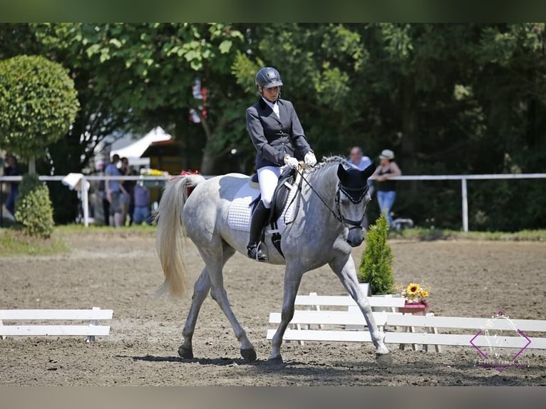 Zangersheide Giumenta 13 Anni 162 cm Grigio in Weistrach