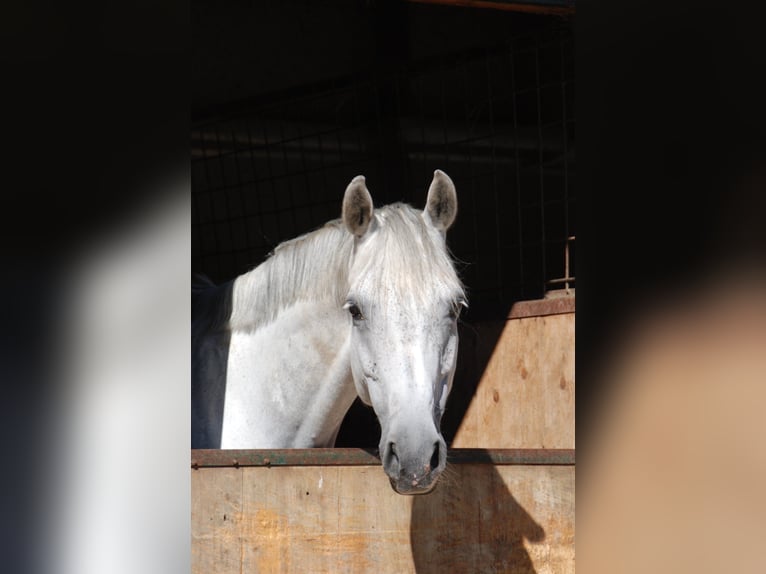 Zangersheide Giumenta 13 Anni 162 cm Grigio in Weistrach