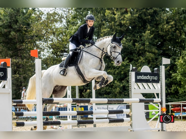 Zangersheide Giumenta 13 Anni 162 cm Grigio in Weistrach