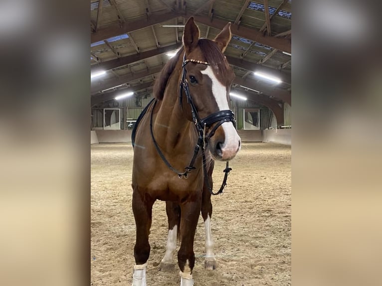 Zangersheide Giumenta 13 Anni 165 cm Sauro scuro in Schaafheim
