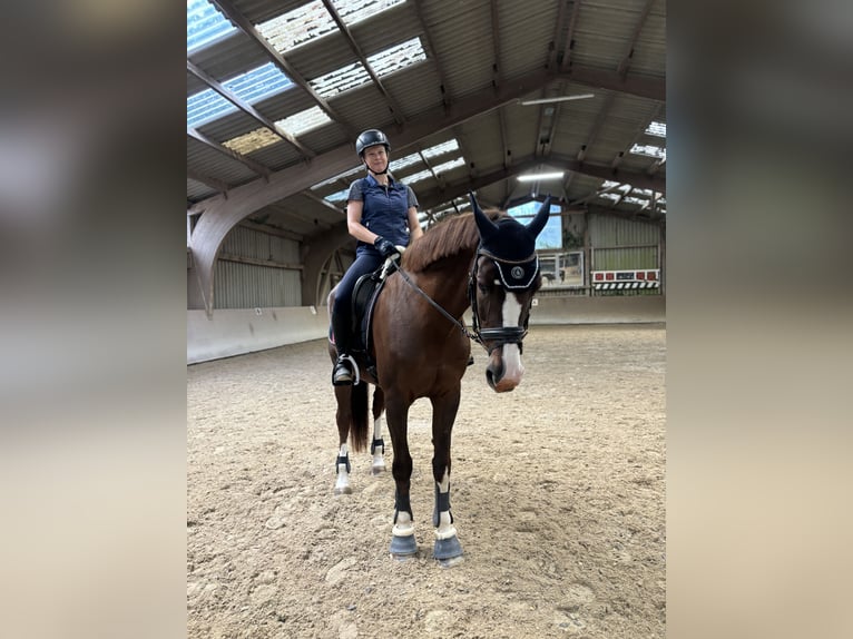 Zangersheide Giumenta 13 Anni 166 cm Sauro scuro in Groß-Umstadt