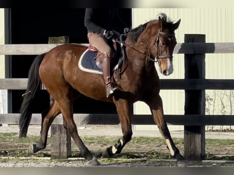 Zangersheide Giumenta 13 Anni 168 cm Baio in Bree