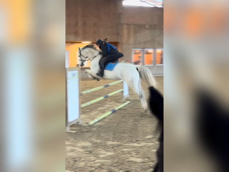 Zangersheide Giumenta 13 Anni 168 cm  in Enchenberg