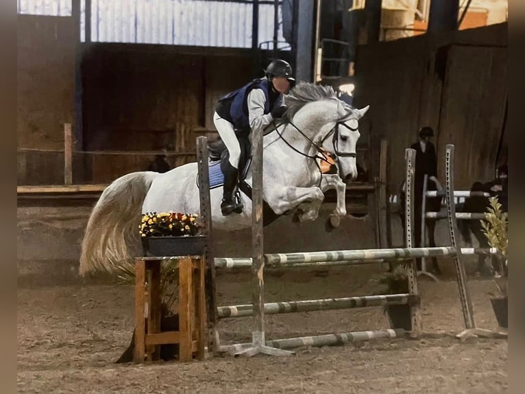 Zangersheide Giumenta 13 Anni 168 cm  in Enchenberg