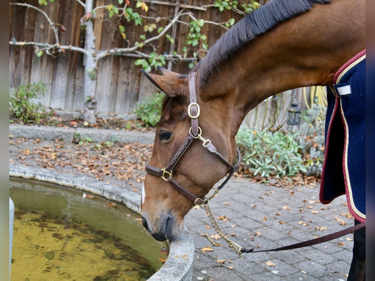 Zangersheide Giumenta 13 Anni 170 cm Baio in Erharting