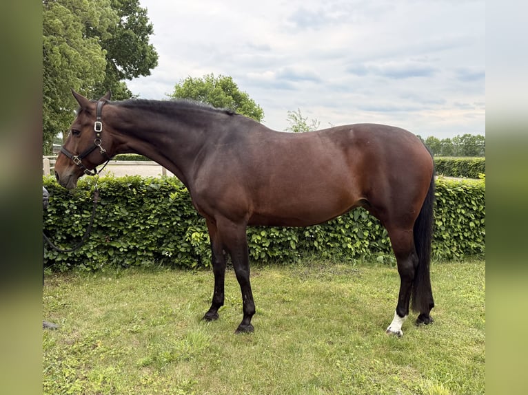 Zangersheide Giumenta 13 Anni 171 cm  in Tegelen