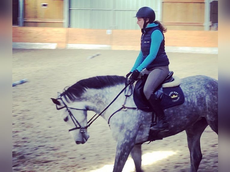 Zangersheide Giumenta 13 Anni 173 cm Grigio in Vechmaal