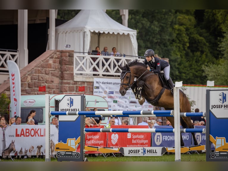 Zangersheide Giumenta 13 Anni 174 cm Baio scuro in Seukendorf
