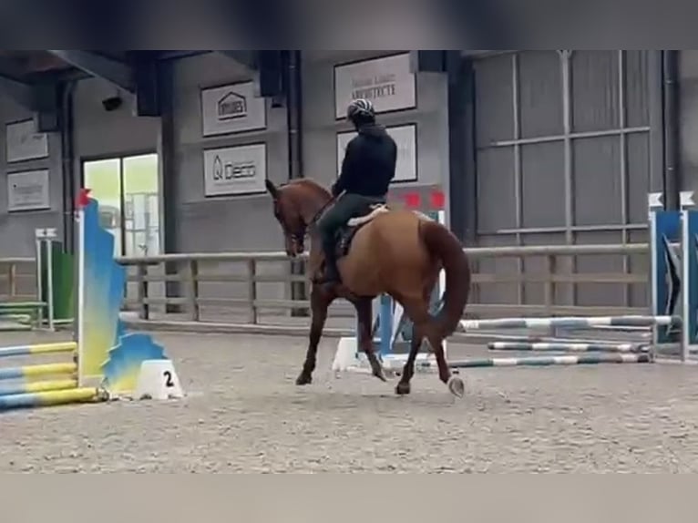 Zangersheide Giumenta 13 Anni 175 cm Sauro in Cappelle-en-Pévèle