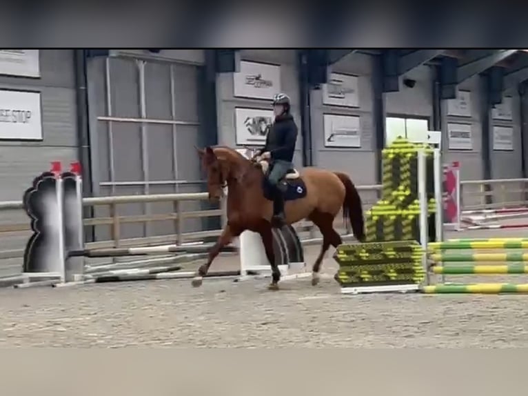 Zangersheide Giumenta 13 Anni 175 cm Sauro in Cappelle-en-Pévèle