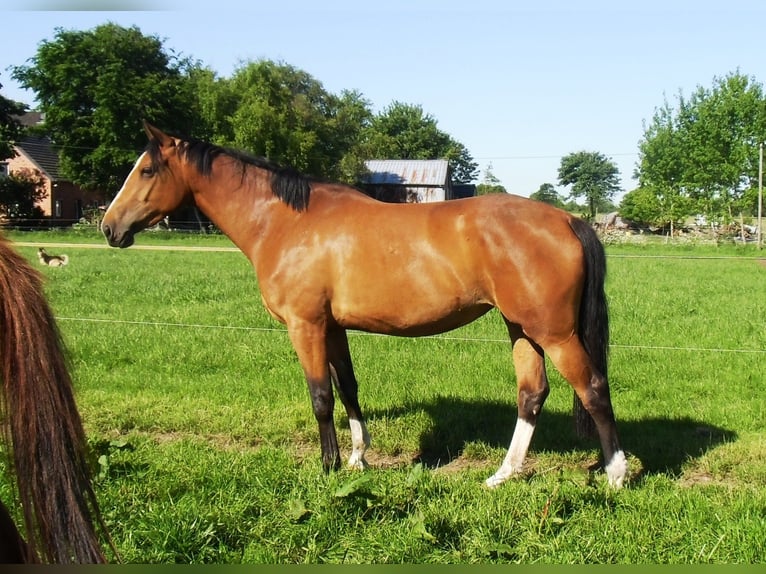 Zangersheide Giumenta 14 Anni 166 cm Baio in KirchdorfHaag