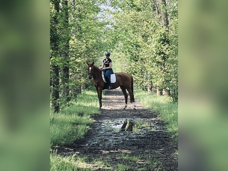 Zangersheide Giumenta 14 Anni 170 cm Sauro in Westmeerbeek