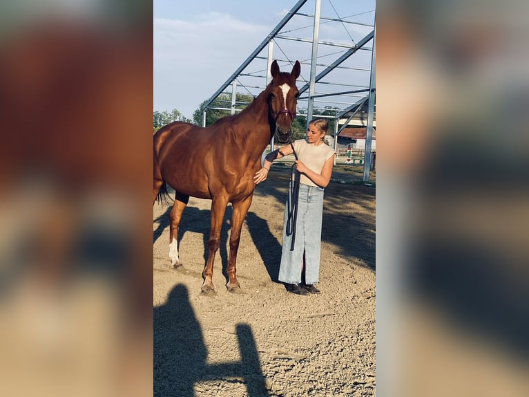 Zangersheide Giumenta 14 Anni 170 cm Sauro in Westmeerbeek