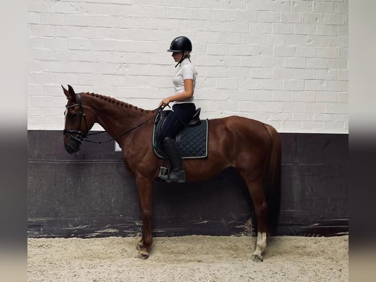 Zangersheide Giumenta 14 Anni 170 cm Sauro in Westmeerbeek