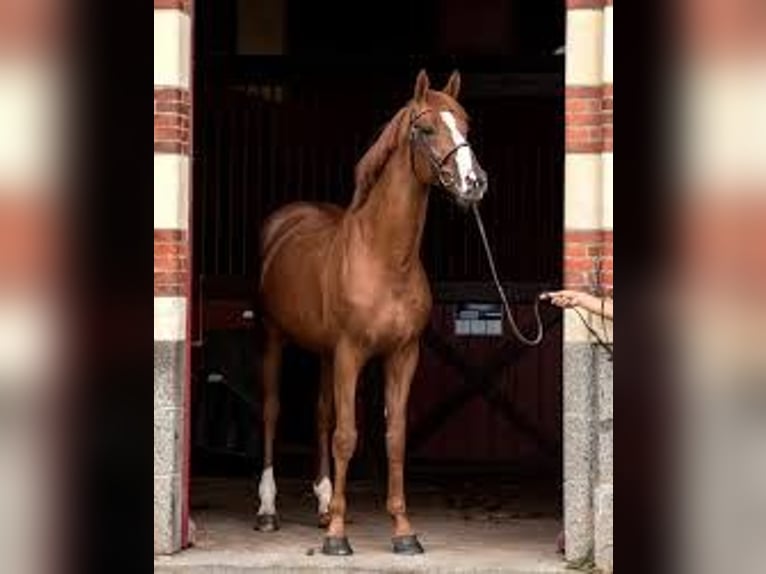 Zangersheide Giumenta 14 Anni 172 cm Grigio in Liège