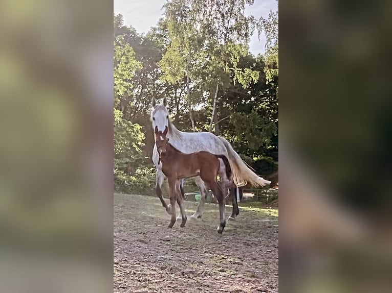 Zangersheide Giumenta 14 Anni 172 cm Grigio in Liège