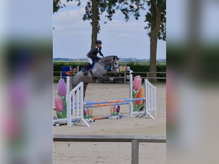 Zangersheide Giumenta 14 Anni 172 cm Grigio in Liège