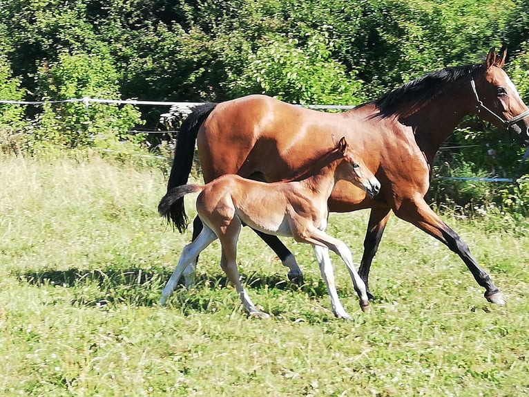 Zangersheide Giumenta 15 Anni 162 cm Baio in Nellingen