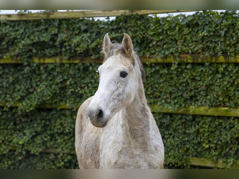 Zangersheide Giumenta 15 Anni 162 cm Grigio in Waddinxveen