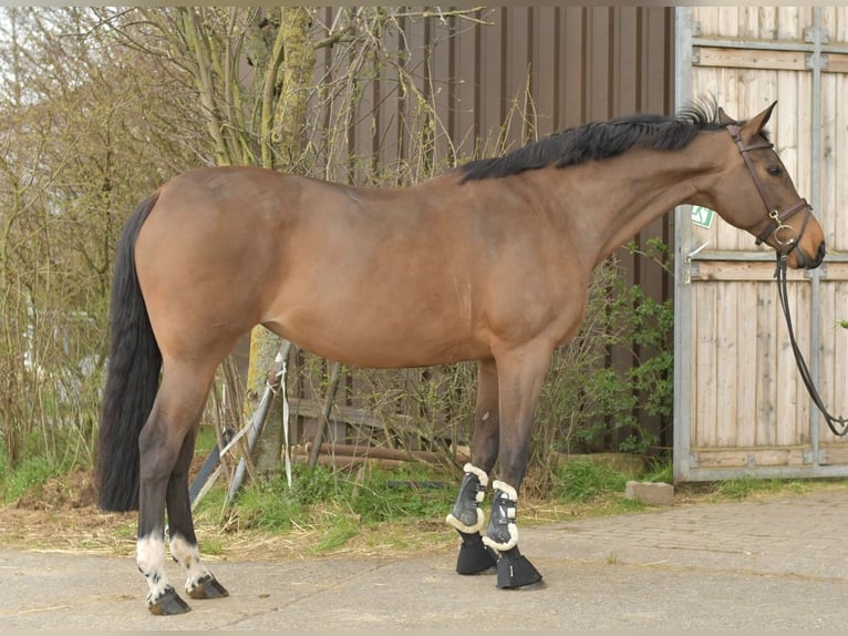 Zangersheide Giumenta 15 Anni 165 cm Baio in Geilenkirchen