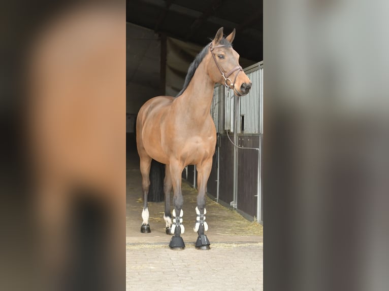 Zangersheide Giumenta 15 Anni 165 cm Baio in Geilenkirchen