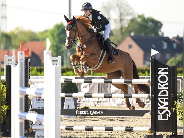 Zangersheide Giumenta 15 Anni 167 cm Sauro in Willich
