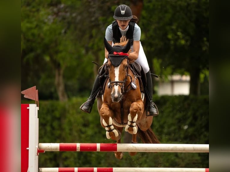 Zangersheide Giumenta 15 Anni 167 cm Sauro in Willich
