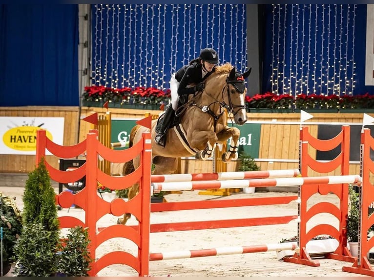 Zangersheide Giumenta 15 Anni 167 cm Sauro in Willich