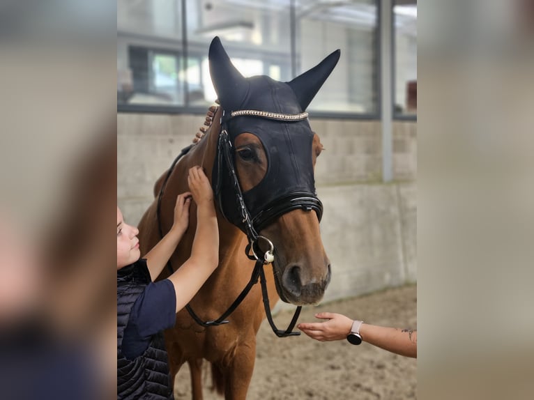 Zangersheide Giumenta 15 Anni 168 cm Sauro in Putte