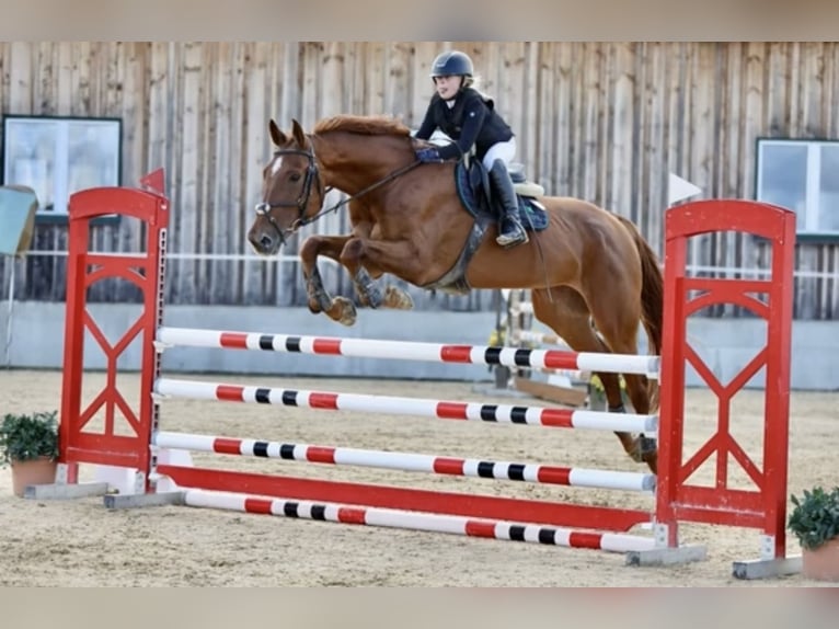 Zangersheide Giumenta 15 Anni 175 cm Sauro in Schladming