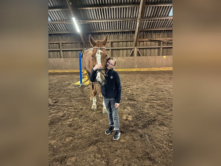 Zangersheide Giumenta 15 Anni 175 cm Sauro in Hintermoos