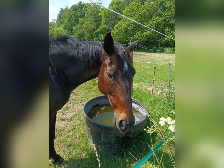 Zangersheide Giumenta 16 Anni 162 cm Baio nero in Forges-les-Bains