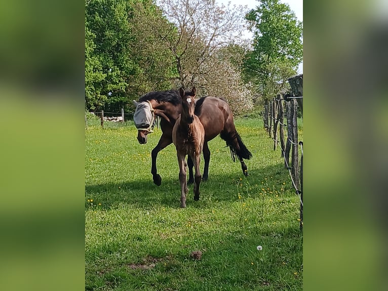 Zangersheide Giumenta 16 Anni 168 cm Baio in Ötigheim