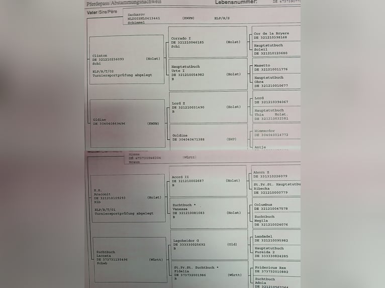 Zangersheide Giumenta 16 Anni 168 cm Baio in Ötigheim