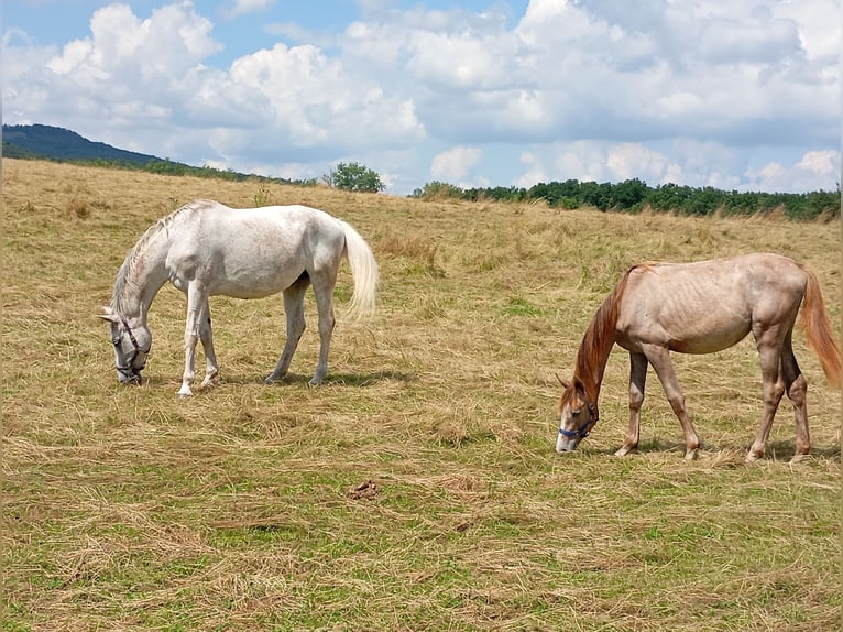 Zangersheide Giumenta 16 Anni 170 cm Grigio in Gleichamberg