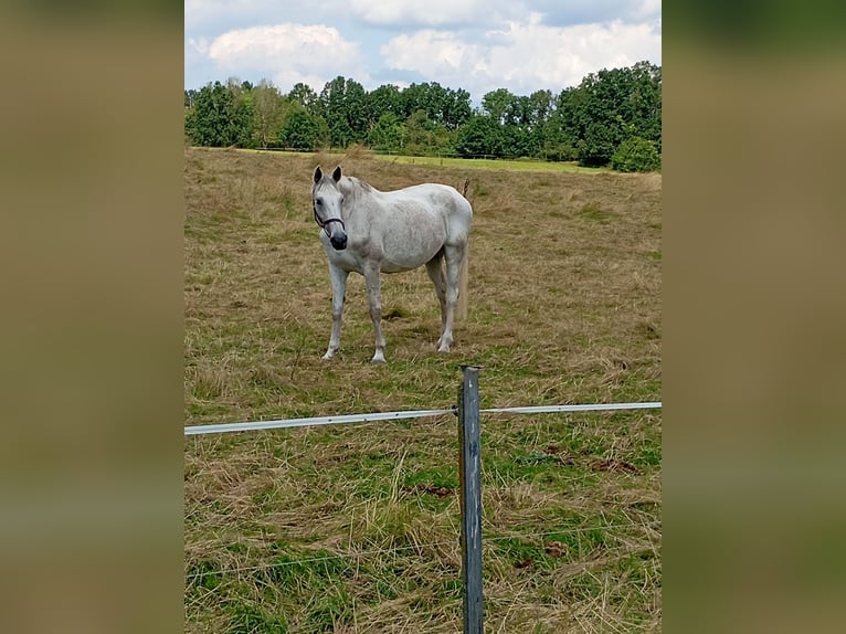 Zangersheide Giumenta 16 Anni 170 cm Grigio in Gleichamberg