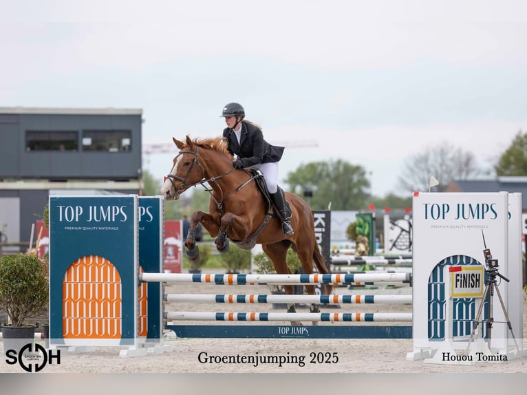 Zangersheide Giumenta 16 Anni 172 cm Sauro in Berendrecht