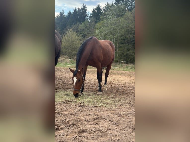 Zangersheide Giumenta 17 Anni 162 cm Baio in Neudrossenfeld