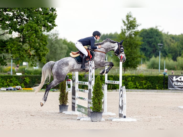 Zangersheide Giumenta 17 Anni 167 cm Grigio in Wodzisław Śląski